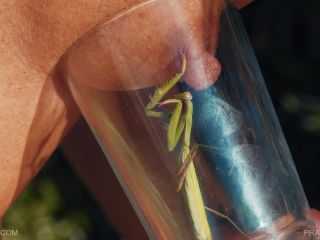 free adult clip 23 QueenSect – PRAYING MANTIS 2023 July 14, bdsm anal group on femdom porn -1