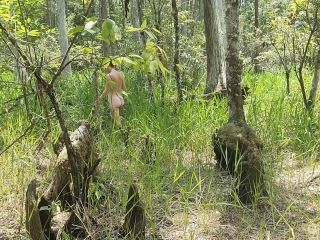 Woodland Nymph – Walking in the Woods.-4