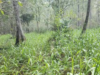 online adult clip 11 Woodland Nymph – Padme Lost in the Swamp on femdom porn kinky fetish porn-8