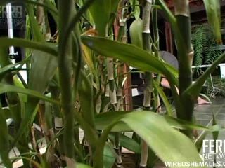 wiredshemales_g019_clip - (Shemale porn)-3