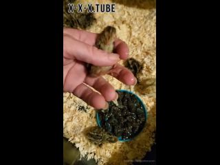 Hardcore porn Heathercarolin Video For You Welcome My New Quail Chicks  heathercarolin -0