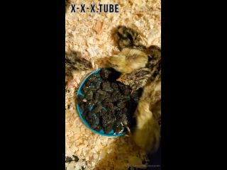 Hardcore porn Heathercarolin Video For You Welcome My New Quail Chicks  heathercarolin -3